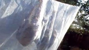 Копченые перепела