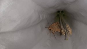 Мотыльки сóвки на цветках дурмана 2025