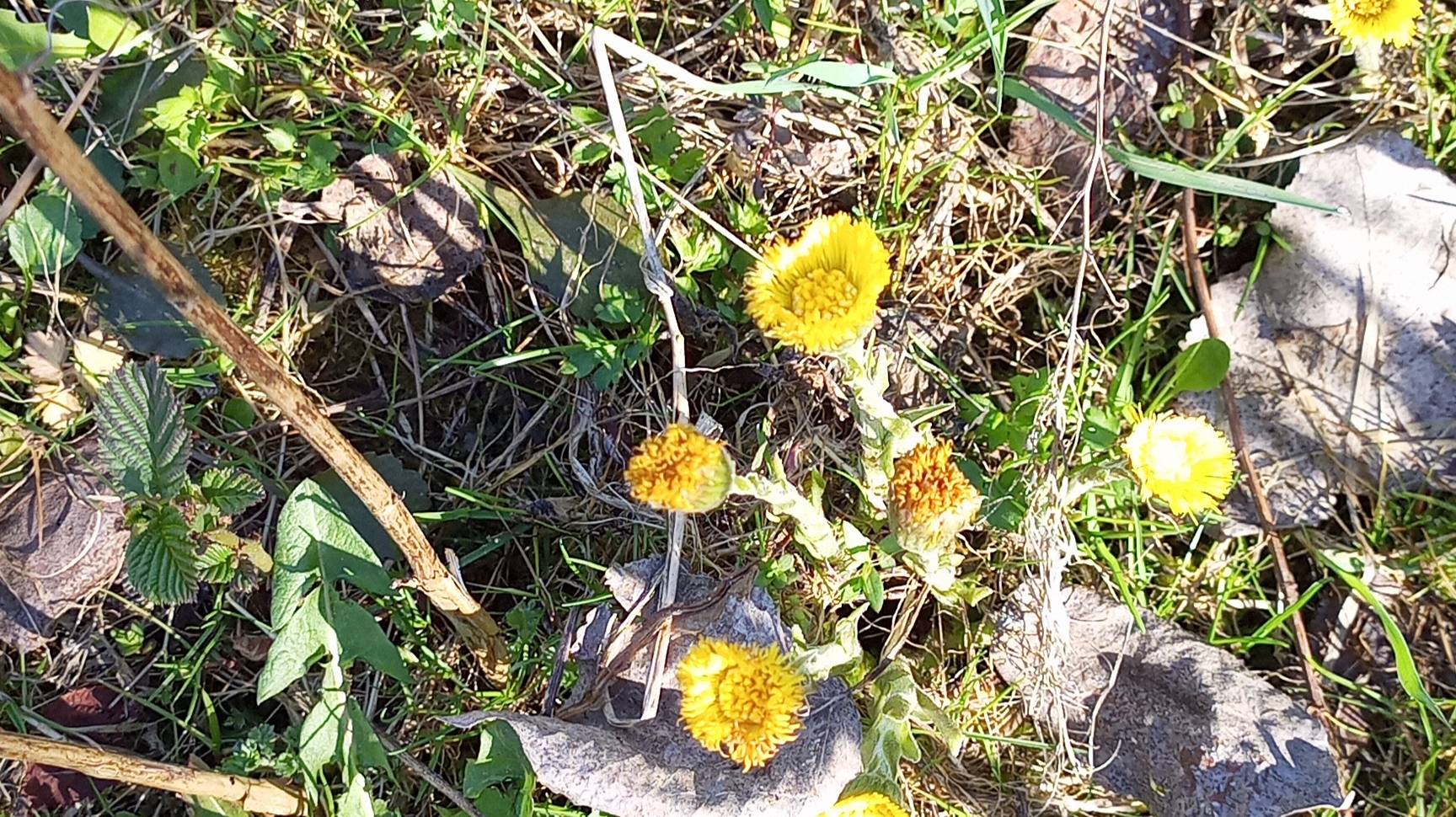 Прогулка по лесу смотреть онлайн