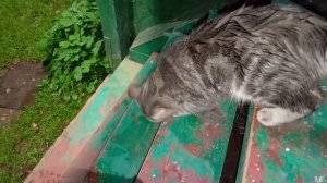 У годовалой кошки Марфы детям по три месяца.🐱😼☦️