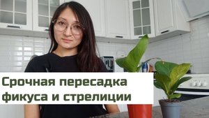 Срочная пересадка Стрелиции Николая и Фикуса Лирата