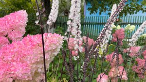 Новые растения! Самая стойкая! Мой маленький садик!