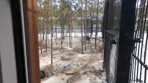 Зоопарк "Орто Дойду" в Хангаласском улусе  20.04.2024 года: павлин,  кыталык (стерх),  волк.