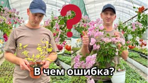 5 ошибок, которые убивают вашу бугенвиллию. Даже опытные цветоводы делают №3