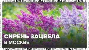Сирень зацвела в Москве из-за теплой погоды