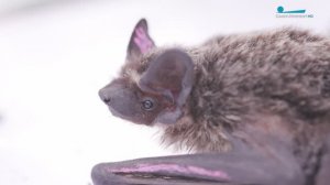 Центр реабилитации летучих мышей в Ленинградском зоопарке