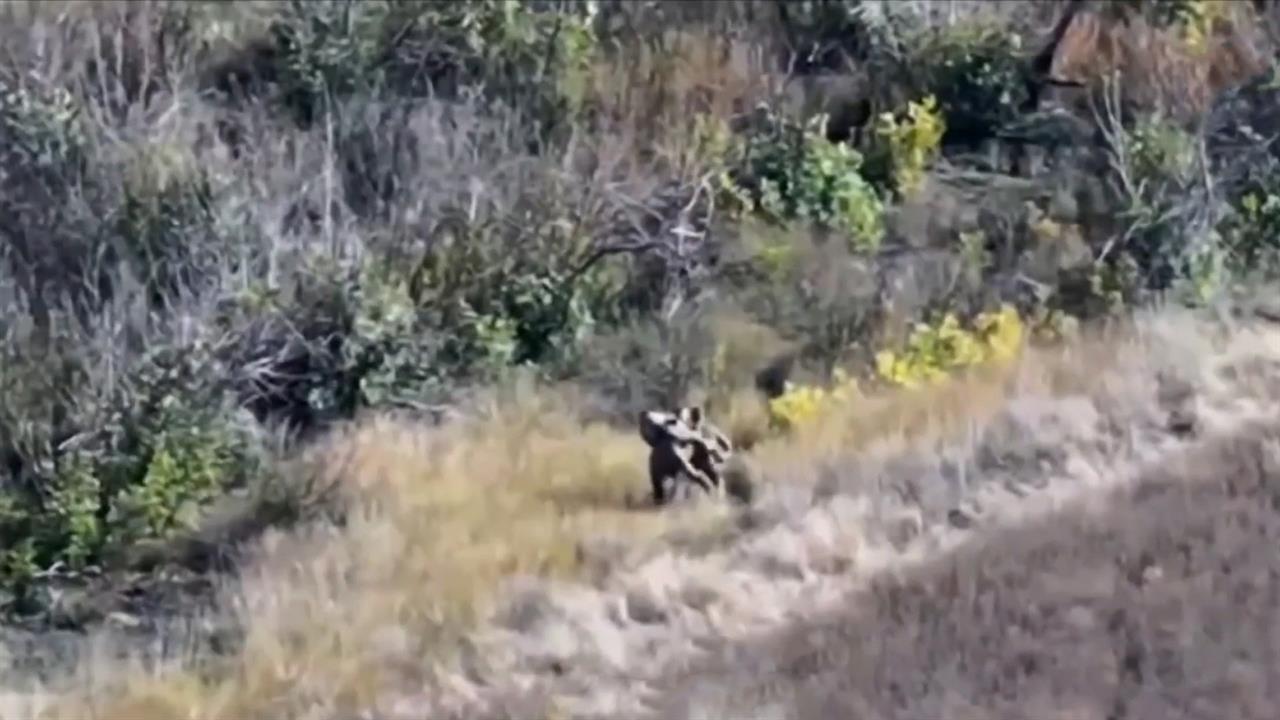 Нес на плечах: появились кадры спасения российским бойцом раненого сослуживца