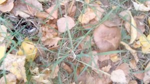 Мои последние грибы в этом сезоне!!!