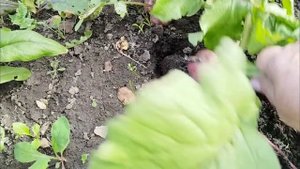 Чудо-чудное, диво-дивное...Бывает же такое!