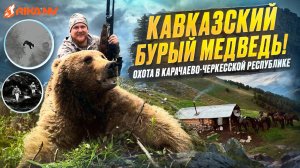 Кавказский бурый медведь! Охота в Карачаево-Черкесской Республике с RikaNV