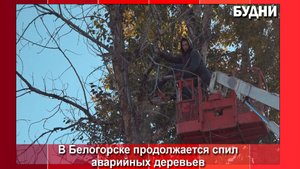 Белогорск избавляют от аварийных деревьев