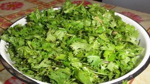 Кинза на зиму