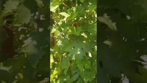 Обзор виноградника гф велюр'25