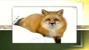 Shinnobu - After of my Life