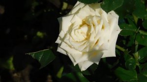 21..09..2025  кмр   (85)