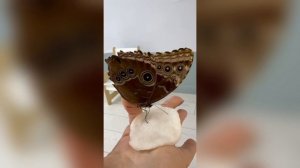 -2921430997107469565