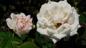 22==09==2025  Ю  ПВН  КМР   (110)