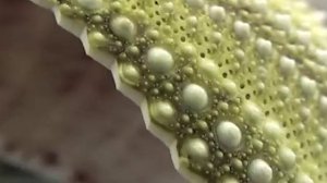 2025 г._Short. Искусство удивляться