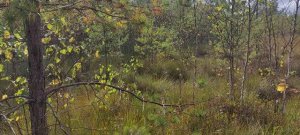 Клюкву собираем в Гусино.