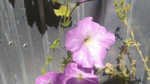 Огородное видео 🏵️🍁🌺🌻🌼Какое сейчас мое самочувствие! Юг России 🏝️!