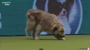 Посмотри на палку, которую я нашел!