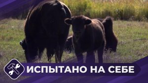 Испытано на себе: Мониторинг бизонов