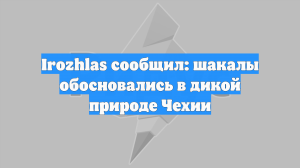 Irozhlas сообщил: шакалы обосновались в дикой природе Чехии