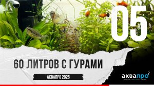 05. 60 литров с гурами. #АкваПро