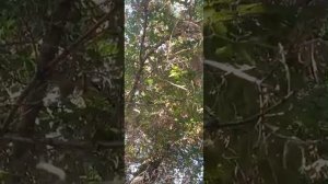 1000067230.mp4🎶🌳Белая берёза 🎶