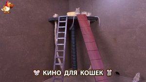Видео для кошек про крысок развлекать питомцев 🐭🐀😂 (325)