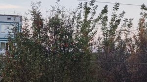 23-09-2025 рябина под окном в деревне