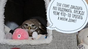 Я посмела передвинуть джунгли маленькой совы, за что огребла от сыча Лучика по голове