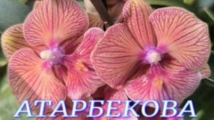 №1122/ СВЕЖИЕ шикарные ОРХИДЕИ в с/ц на АТАРБЕКОВА