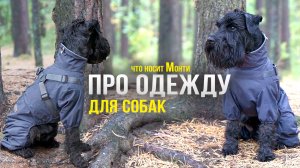 Одежда для Собак. Как защитить от грязи.