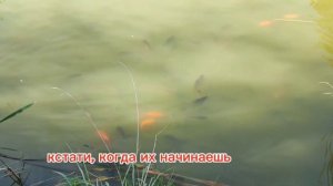 Подворье на Хуторской в Калининградской области