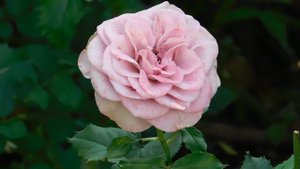 21..09..2025  кмр   (89)