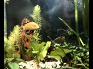 Еллоу выплывает из укрытия