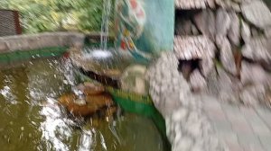 1000005522.mp4зоопарк