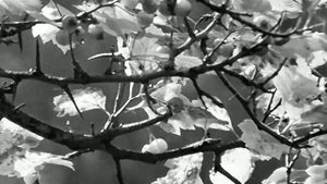 1977 год. Тюменская область. Сентябрь