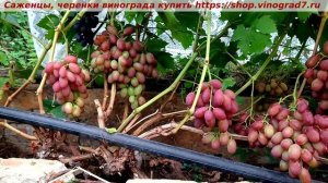 Виноград 07.2025 - Прерия, очень раннего срока созревания с нежным бархатным мускатом ягод