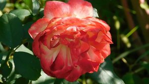 21..09..2025 кмр (77)