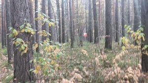 В лесу: комментарии к Буддийским наставлениям о семье, про привязанность. Любовь и химия, осторожно