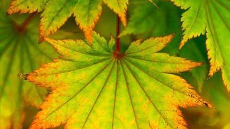 ОКТЯБРЬ--КОЗЕРОГ(таро)