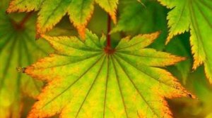 ОКТЯБРЬ--КОЗЕРОГ(таро)