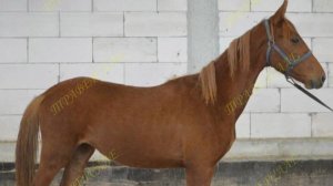 164-2 Голштинская кобылка