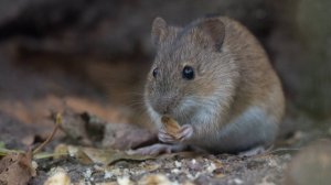 Голодная мышь. Зарисовка