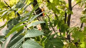 Тренировочный старт по Спортивному ориентированию.г.Таганрог.mp4