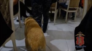 В поселке Солонцы, что в Красноярском крае, банкет на 620 человек обернулся задержаниями