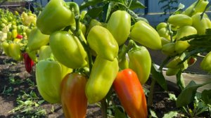 Супер урожайный перец Боярин.