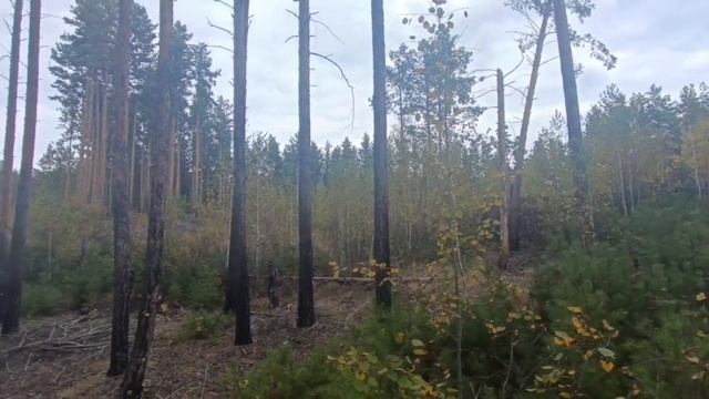 video5375286067844907144